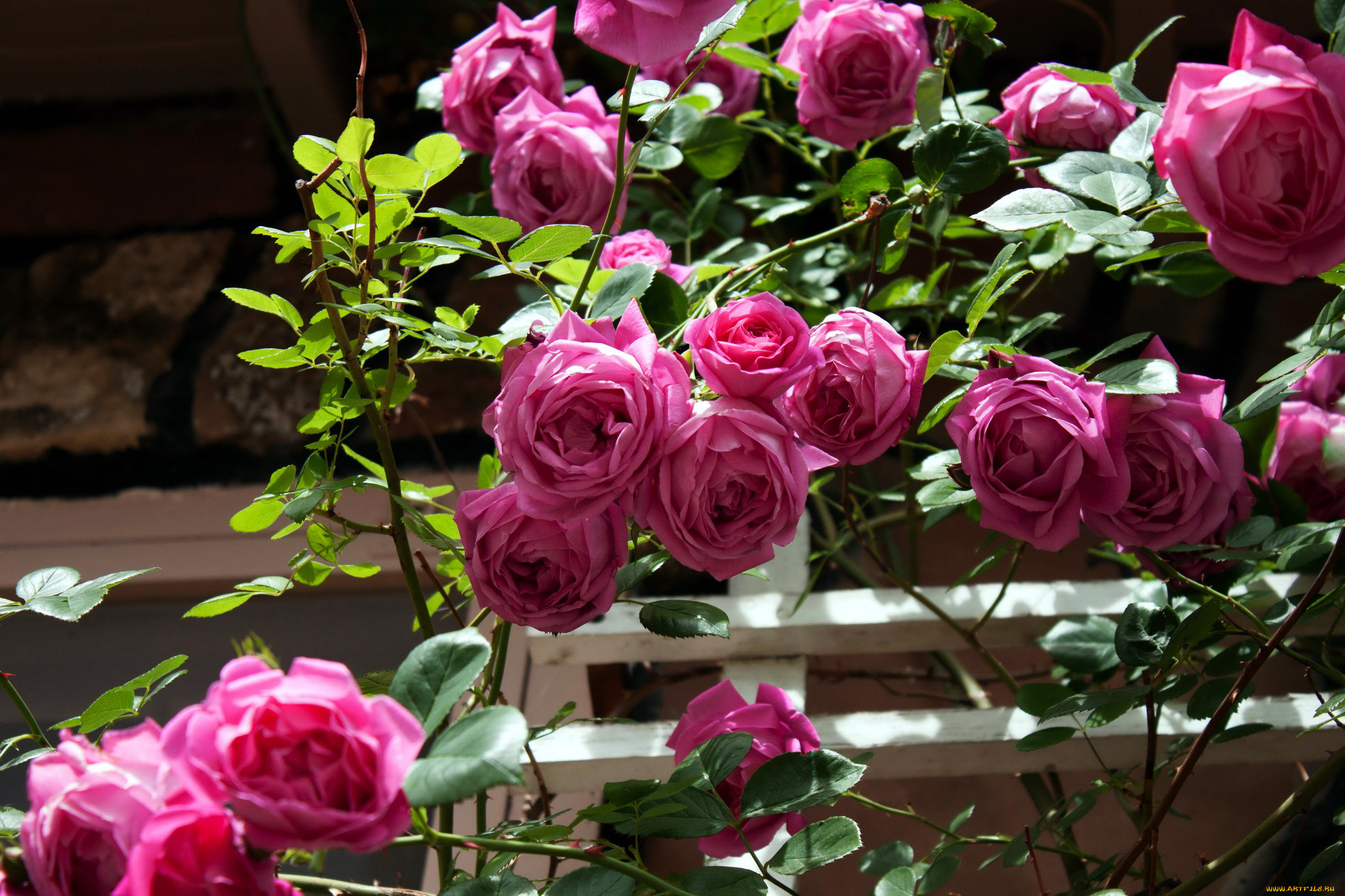 картинки кустов роз
